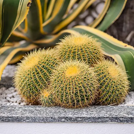 Gritti לידו די ג'סולו